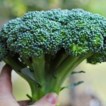 3_broccoli.jpg