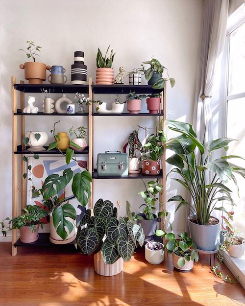 Want to become a plant mom?