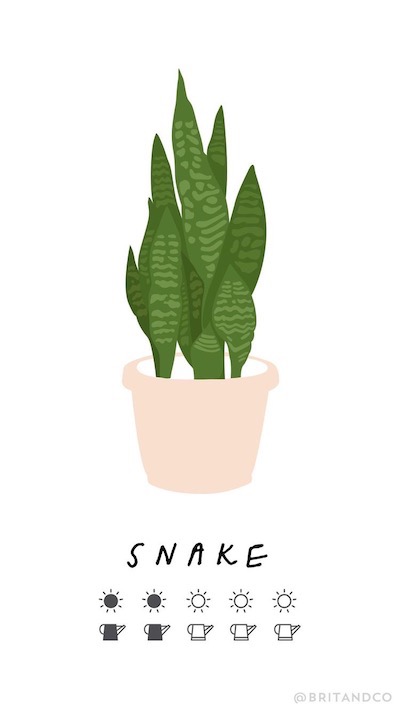 https://images.girlslife.com/posts/038/38937/snakeplant.jpg